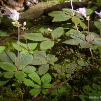 Impatiens thwaitesii Hook.f. ex Grey-Wilson